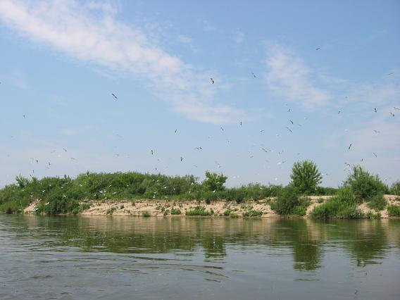Die Weichsel bei Polaniec